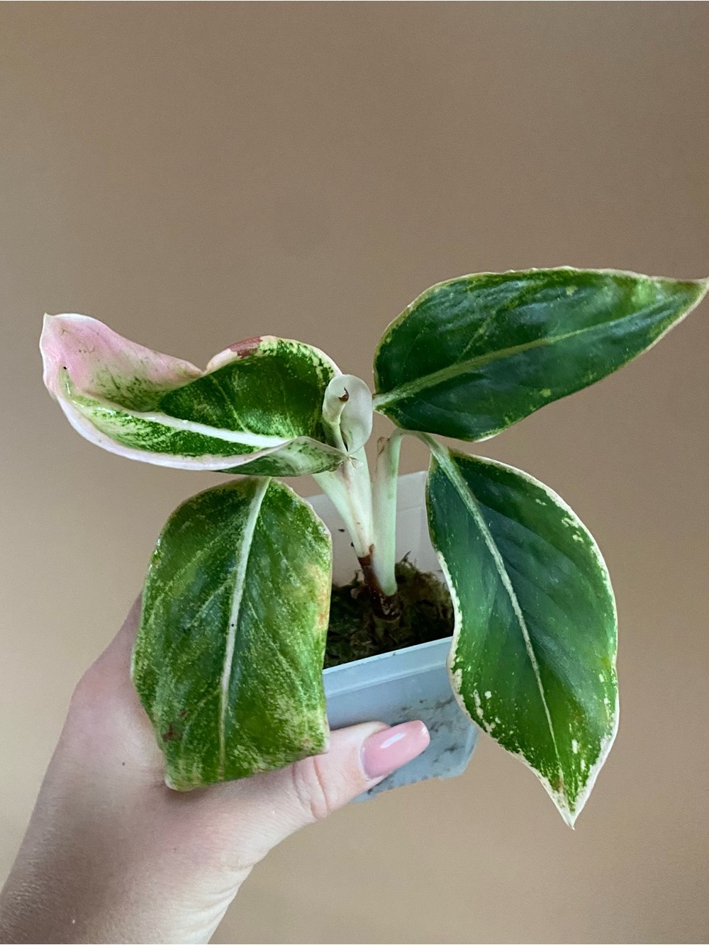 Pink Aglaonema
